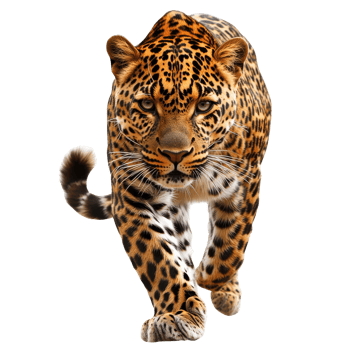 Leopard walking gracefully through its habitat png