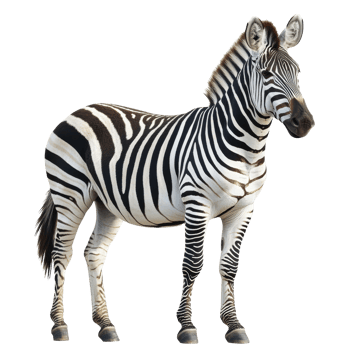 Majestic zebra standing in natural pose outdoors png