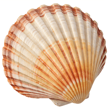 Marine seashell showcasing a vibrant blend of orange and beige patterns, situated in isolation against a transparent backdrop png