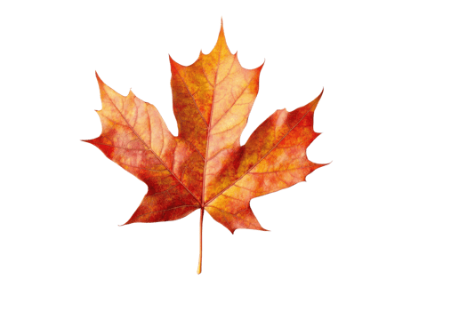 autumn maple leaf on transparent background png