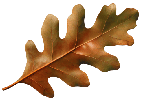 autumn oak leaf on transparent background png