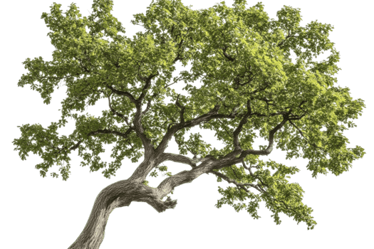 large green tree branch on transparent background png