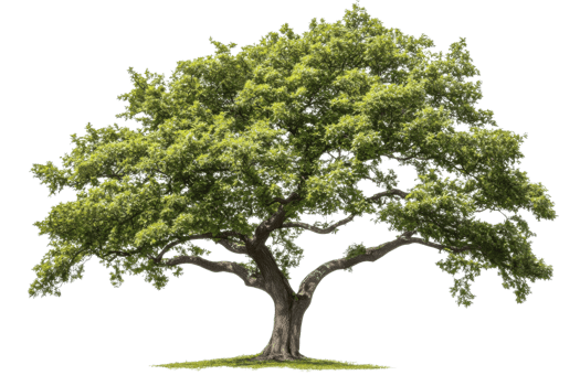 green deciduous tree on transparent background png