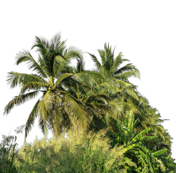 Coconut palm trees in summer on transparent background png