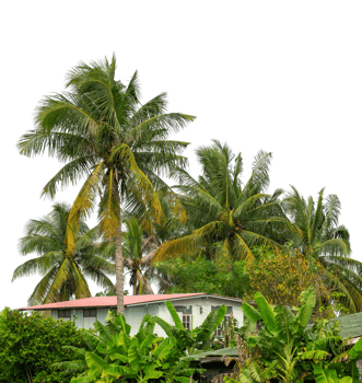 Coconut palm trees isolated on transparent background, high resolution png