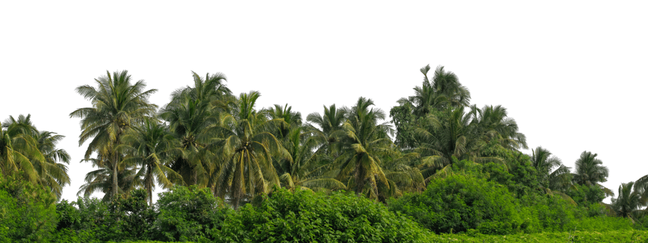 Coconut palm trees isolated on transparent background, tropical trees , high resolution. png