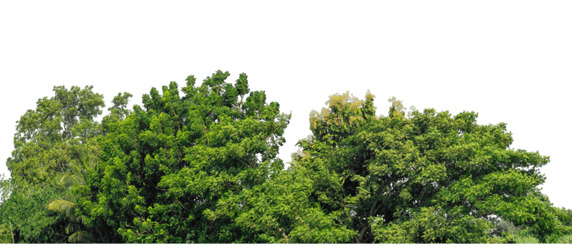Forest and foliage in summer, high resolution. Isolated green tree on transparent background. png