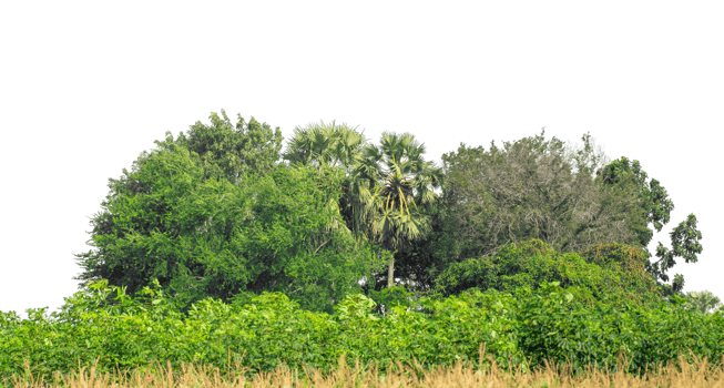 Green trees isolated are forest on transparent background, high resolution. png