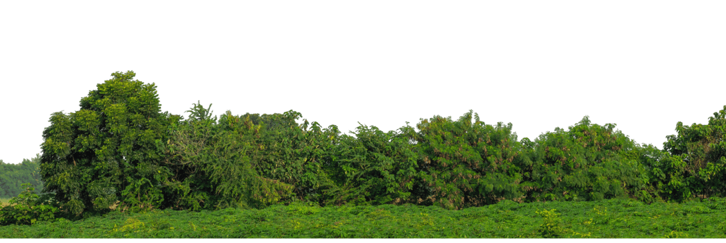 Green trees isolated are forest on transparent background with clipping path and alpha channel, high resolution. png
