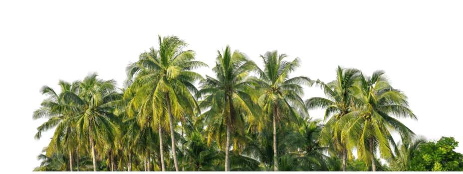 Coconut palm trees in summer on transparent background, high resolution. png