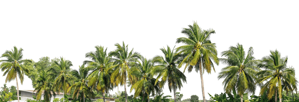Coconut palm trees in summer isolated on transparent background, high resolution. png