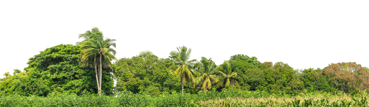 Green trees isolated are forest on transparent background. png
