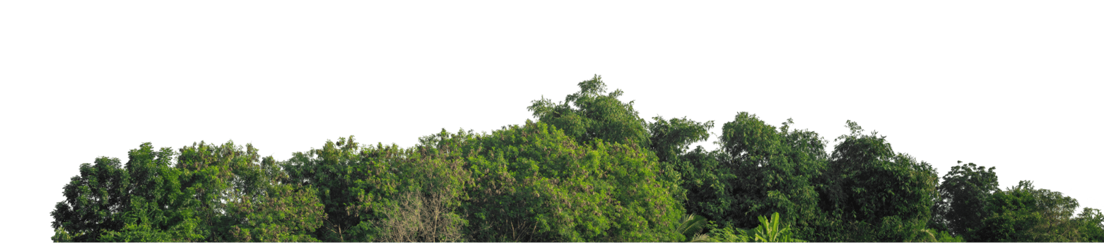 Green trees isolated are forest on transparent background, high resolution png