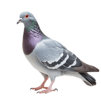 A grey pigeon stands gracefully on a transparent background, showcasing its distinct features and vibrant colors, grey pigeon isolated on transparent background png