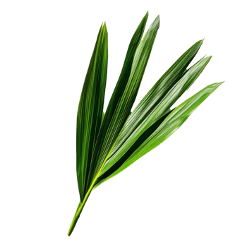 Fresh pandan leaf isolated on a clean transparent background showcasing its vibrant green color and unique texture, pandan leaf on transparent background png