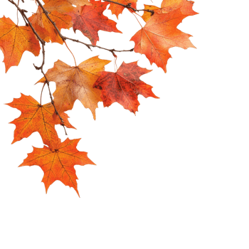 Vibrant autumn maple leaves captured against a bright background in warm hues, autumn maple branch leaves in top left corner edge transparent background isolated on solid transparent background png
