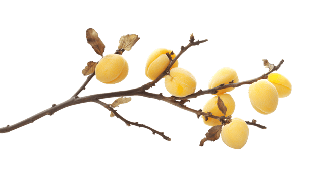 Branch of Seven Apricots png