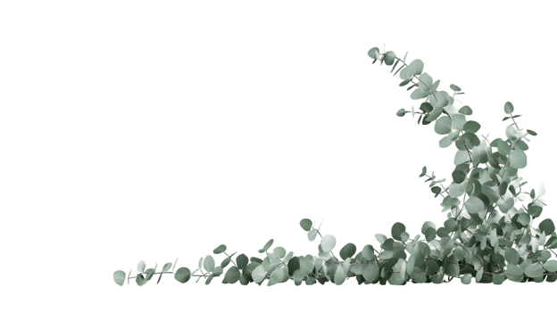 Green Eucalyptus Branches png