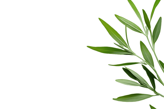 Green Sprig of Lanceolate Leaves png