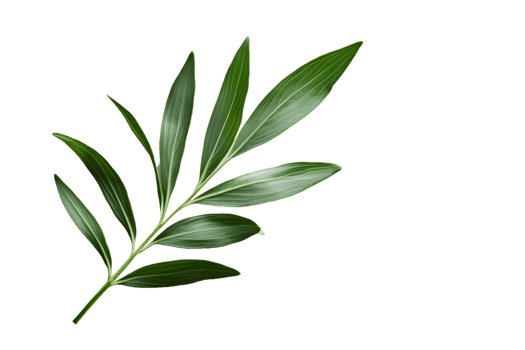 Image of a Sprig with Multiple Lanceolate Leaves png