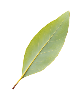 Single Bay Leaf png