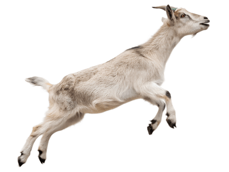 Photograph a goat leaping on mid-air isolated on a transparent background png