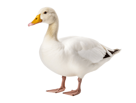 white duck isolated on transparent background png