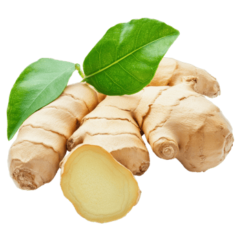Fresh ginger root with green leaves isolated on a transparent background, perfect for culinary and health applications, Ginger with leaves isolated on transparent background png