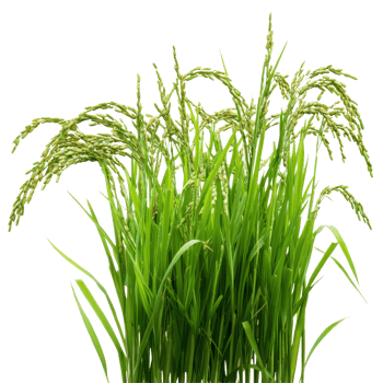 Fresh green rice plants growing brightly against a transparent background, showcasing their lush foliage and grain spikes, Green rice plants isolated on transparent background png