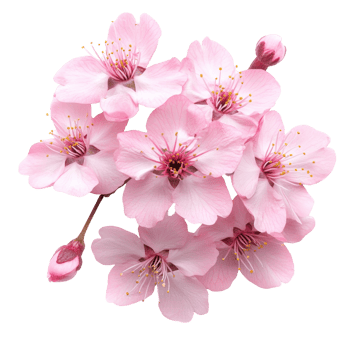Delicate sakura flowers in soft pink hues beautifully arranged on a clean transparent background, floral sakura flowers isolated on transparent background cutout png