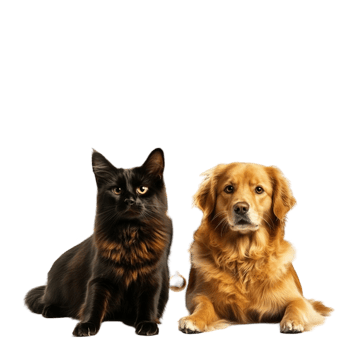 Dog and Cat Sitting Together in Harmony png