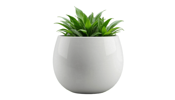 Elegant Plant in Modern White Oval Pot. Minimalist Home Decor png