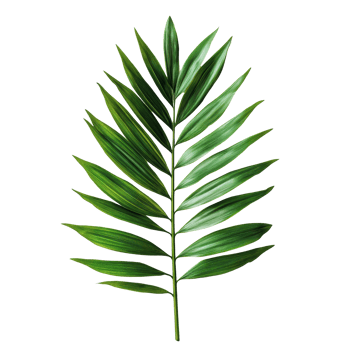 A vibrant tropical palm leaf displayed against a clean transparent background showcasing natures beauty and simplicity, tropical nature green palm leaf on transparent backgroundfile png