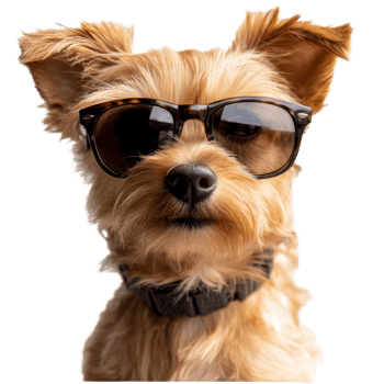 A cool dog sporting stylish sunglasses exudes charm and personality against a transparent background, Cool dog wearing sunglasses funny, transparent background png