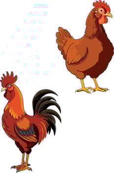 Proud rooster and hen standing side by side on white background vector