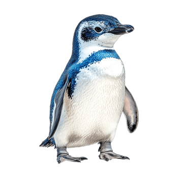 small blue penguin on transparent background png