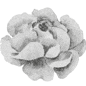A black and white drawing of a flower png