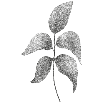 A black and white illustration of a leaf png