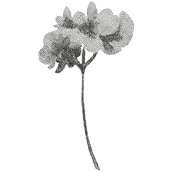 A black and white drawing of a single flower png