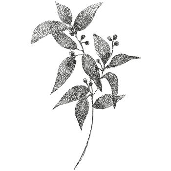 A black and white illustration of a plant png