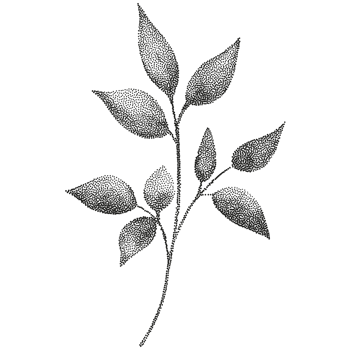 A black and white drawing of a leaf png