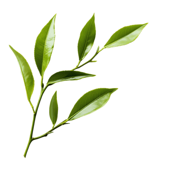 High-Quality Loose Tea Leaves for Tea Lovers png