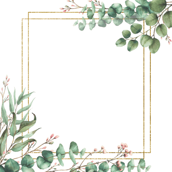 Eucalyptus plant and Gypsophila flower twig with gold frame. Watercolor floral square card template. Green branches with round leaves and pink buds. Hand drawn illustration isolated from background png