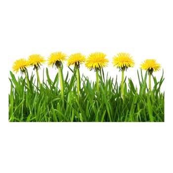 Vibrant Dandelions in Lush Green Grass on transparent background. png