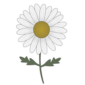 white daisy flower png