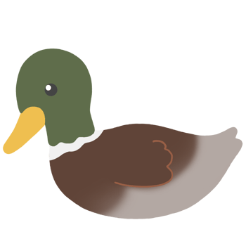 Mallard duck on transparent background png