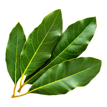 Fresh Green Bay Leaves for Culinary Use png