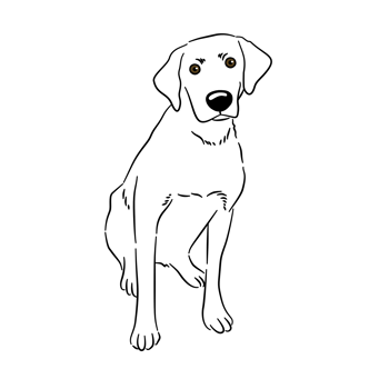 A dog sitting and looking camera png