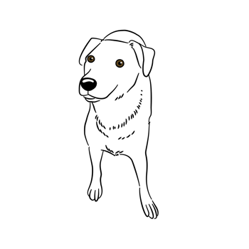 A dog is standing pose png