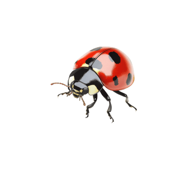 Ladybug on Grass Blade Close-up on transparent background. png